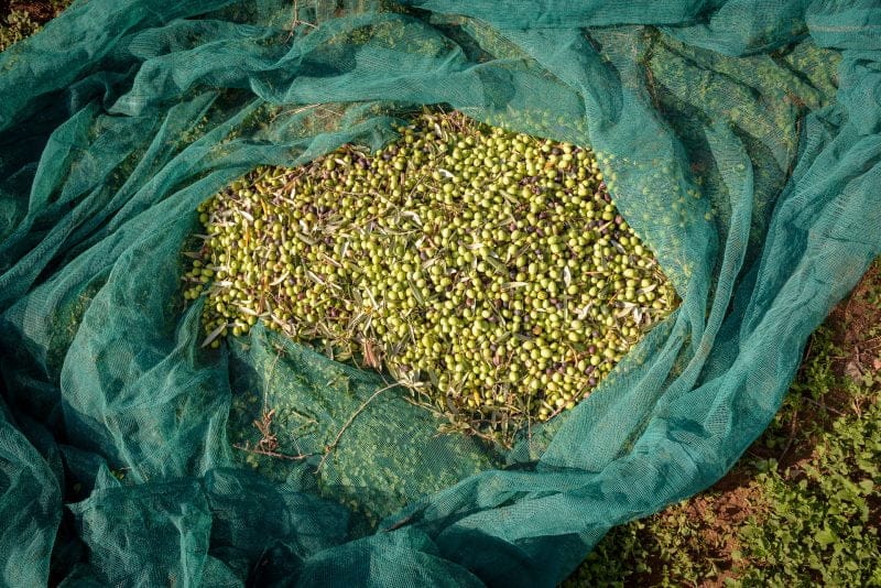 olixir® Harvest 2024 | Organic EVO | Home System 3L - Image 9