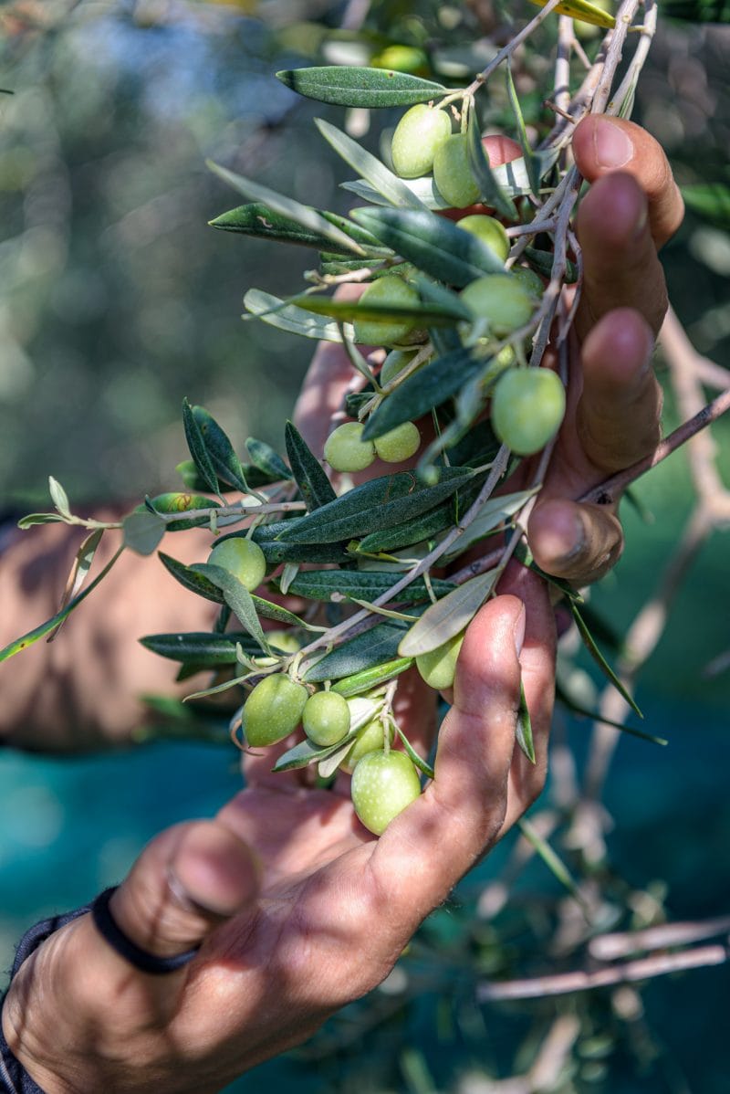 olixir® Harvest 2024 | Organic EVO | Home System 5L - Image 12