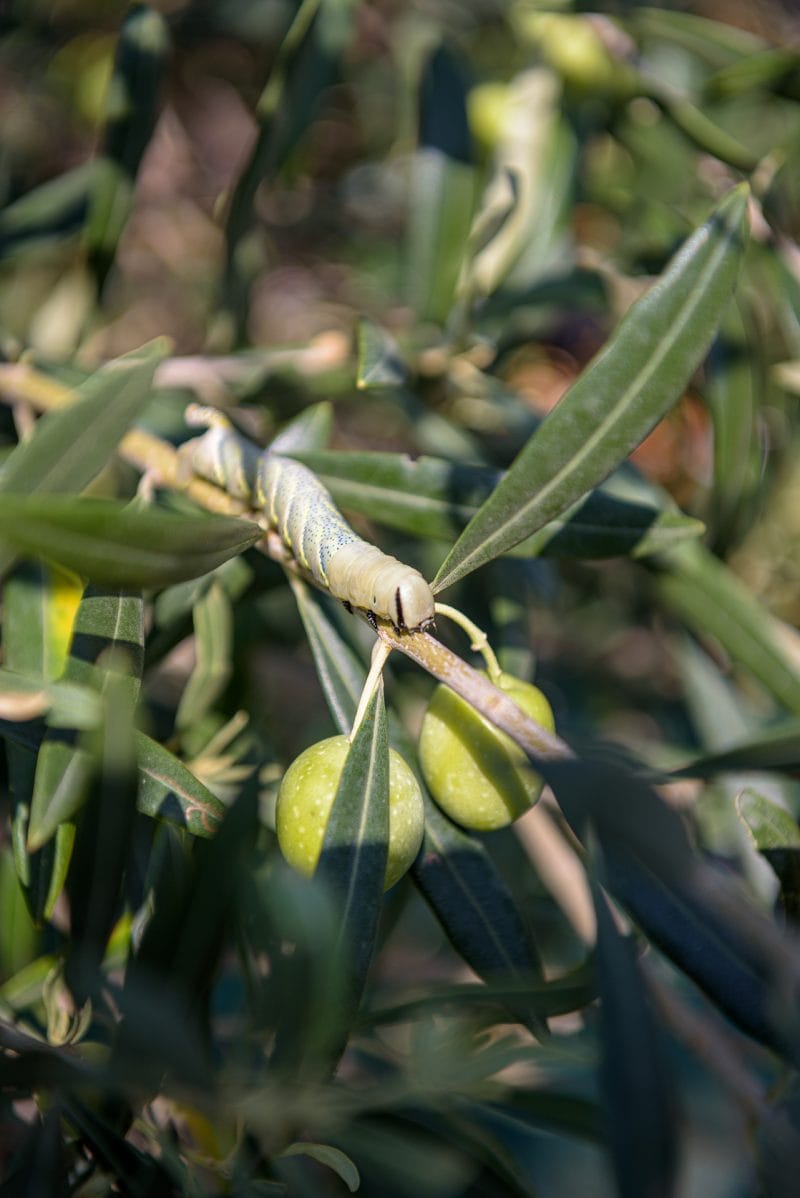 olixir® Harvest 2024 | Organic EVO | Home System 5L - Image 6