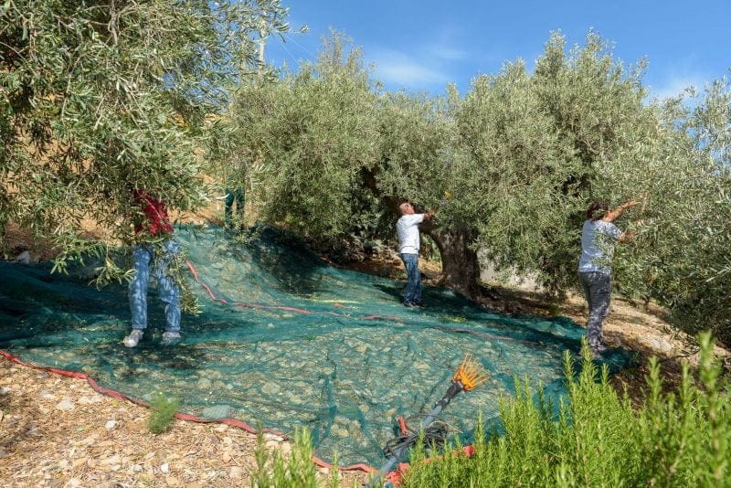 olixir® Harvest 2024 | Organic EVO | Home System 5L - Image 11